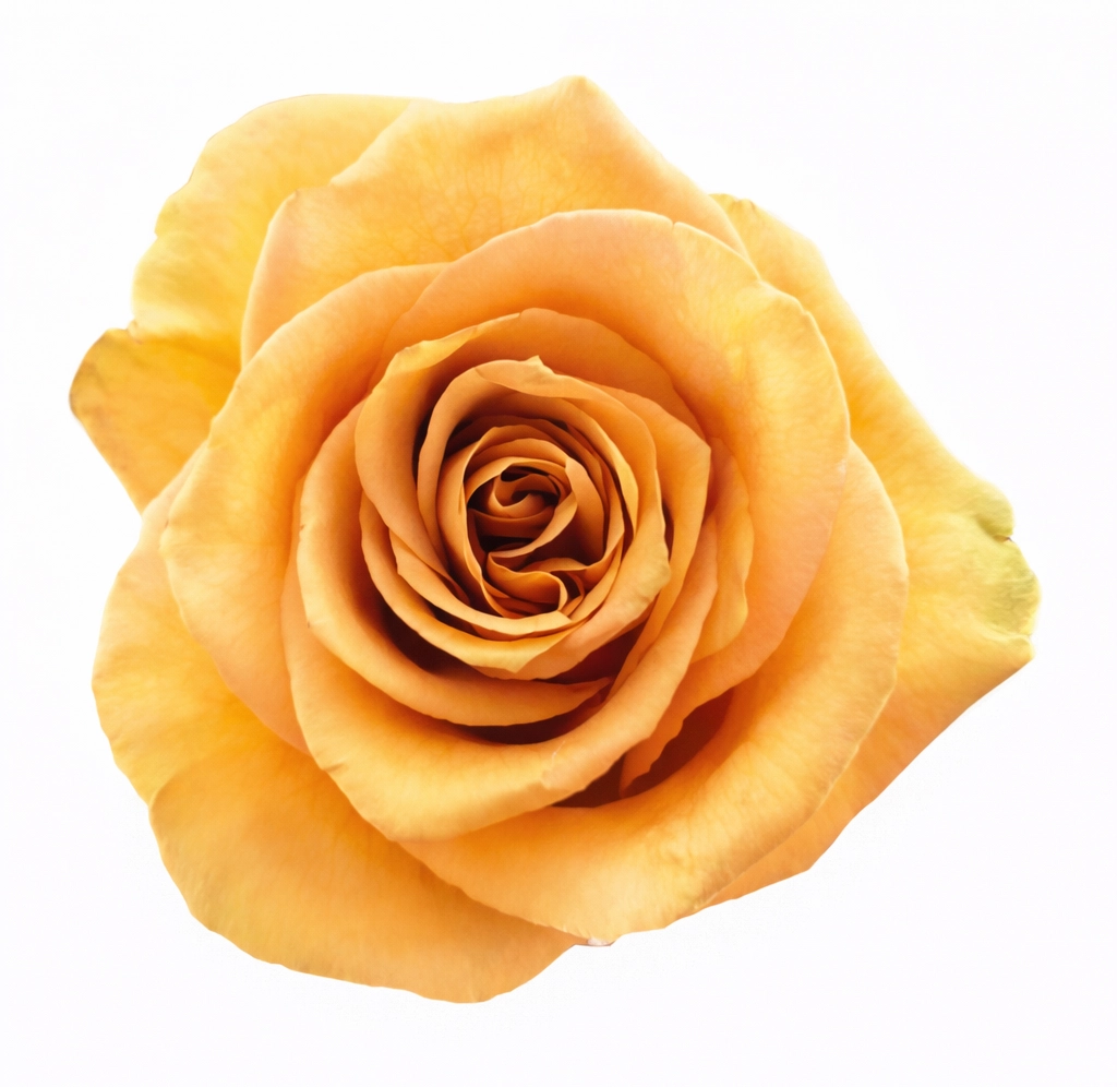 Golden peach rose close-up with soft yellow outer petals and warm orange center, premium wedding flower